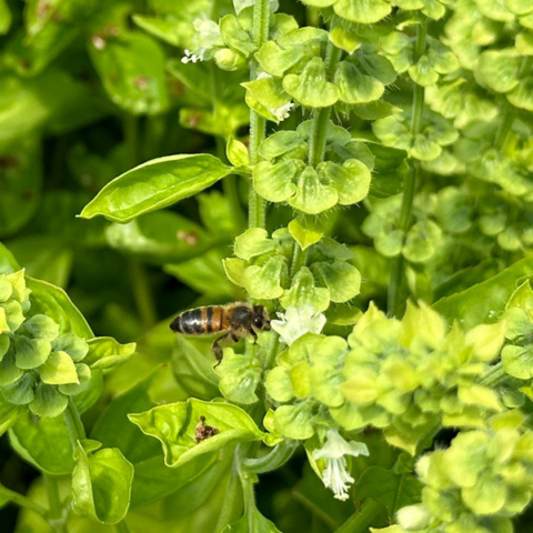 légumes bio